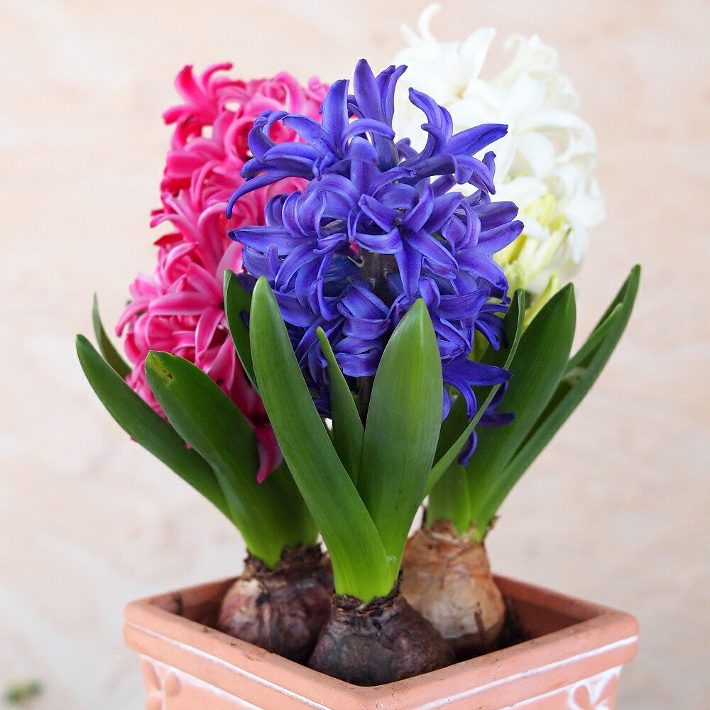 楽天市場】ヒヤシンス 鉢植え 鉢花 球根 4号 4寸 籠付 ギフト