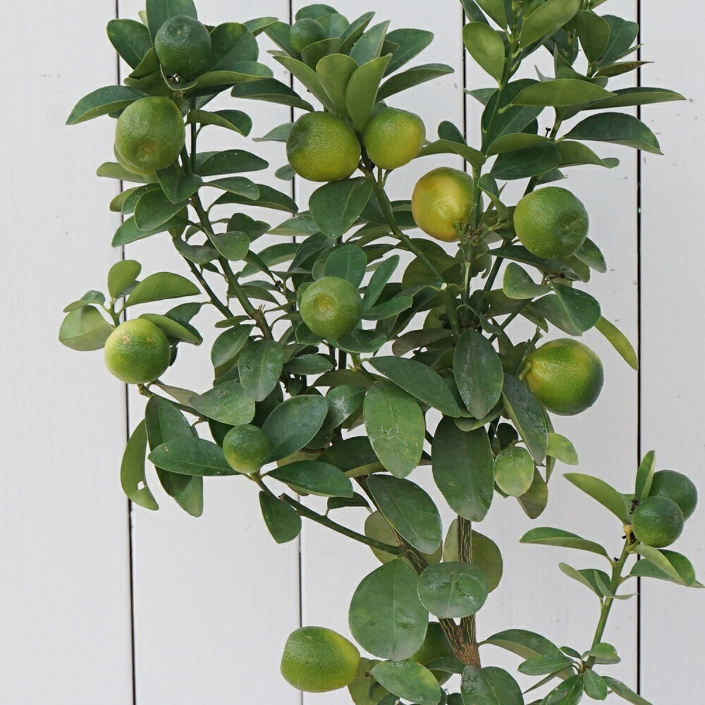 楽天市場】柑橘(カンキツ) 瑞季（ミズキ）5号ロングポット植え : 千草園芸