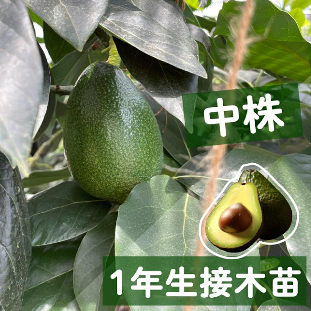楽天市場】【ウィンターメキシカン種】 アボカド Aタイプ 1年生 接木