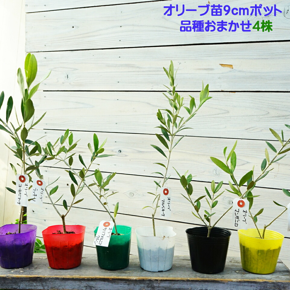 楽天市場】マダガスカルオリーブ 4号ポット苗 : 苗木部 by 花ひろば