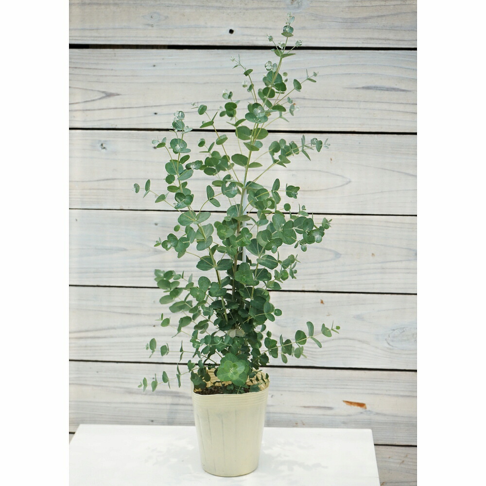 楽天市場】現品発送 ユーカリ グニー 樹高1.1m（根鉢含まず）64 送料