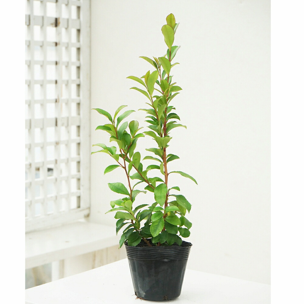 ルディ　ヒサカキ　特大苗 ルディ様専用 ヒサカキ 特大苗