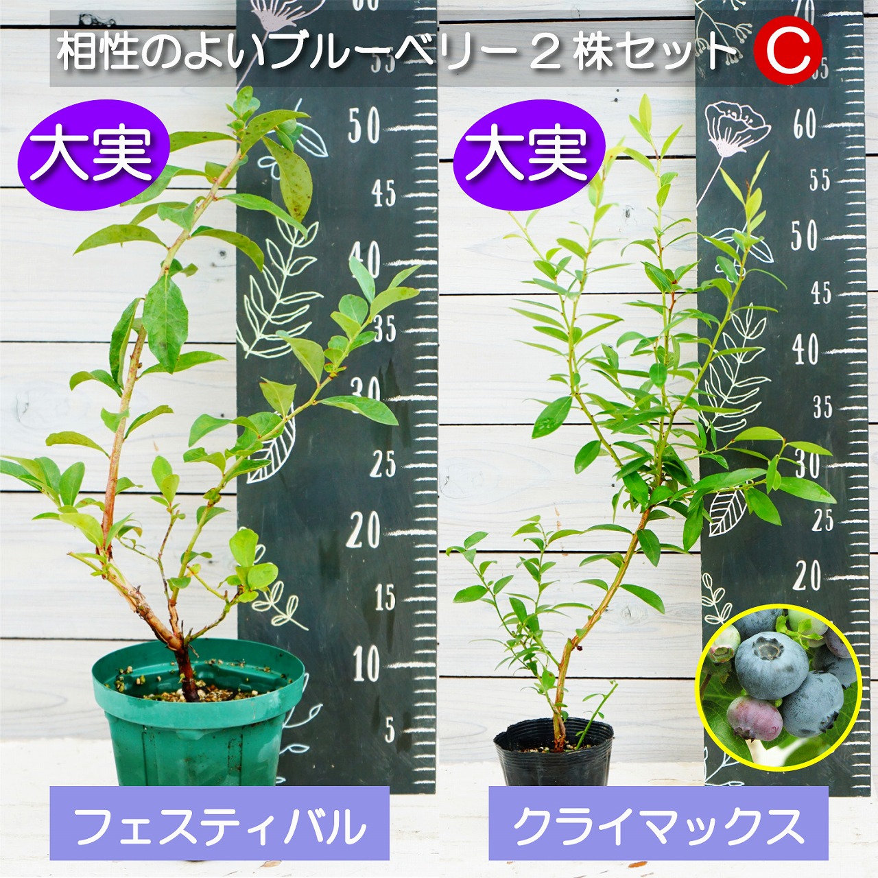 楽天市場】ブルーベリー2株セット C 5寸 送料無料 実付きが