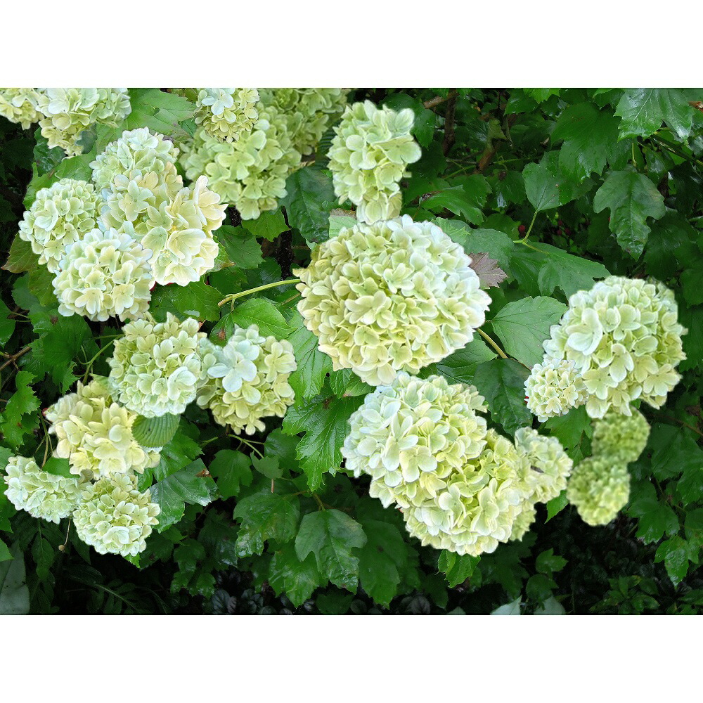 楽天市場】ビバーナム レイファーズドワーフ 苗木 常緑低木 ガマズミ