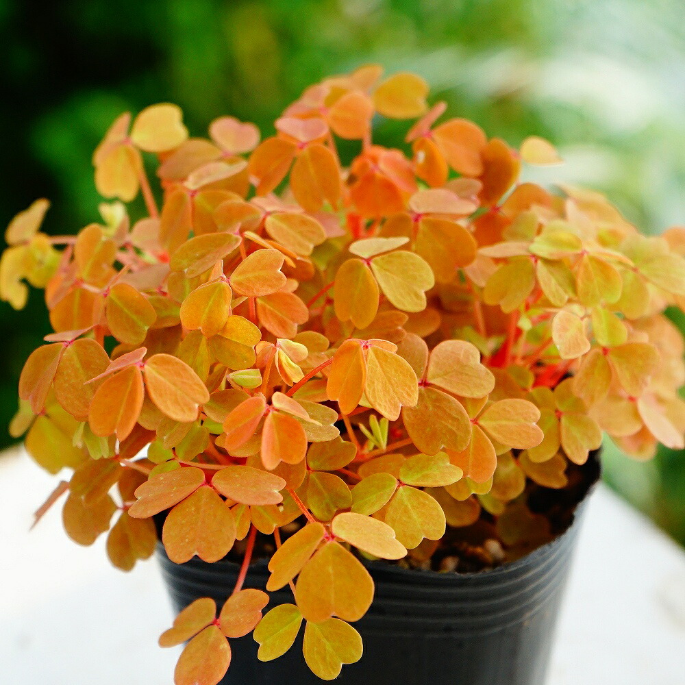 楽天市場】オキザリス 苗 黄昏 7.5cmポット ガーデニング 苗