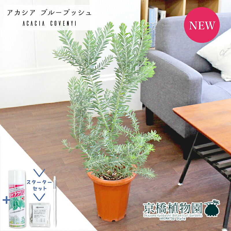 【スターターセット付】アカシア・ブルーブッシュ　7号　茶鉢【観葉植物/インテリア/おしゃれ/ナチュラル/鉢植え/贈り物//通販/ミドルサイズ/ブラウン/寒さに強い/人気商品/ギフト/プレゼント/サスティー/SUSTEE/リーフクリン/IBのチカラ】【大型】｜花のアリマツ支店