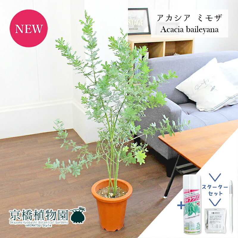 楽天市場】【1日はP7倍！】アカシア・ミモザ（銀葉アカシア） 7号  茶鉢【観葉植物/インテリア/おしゃれ/ナチュラル/鉢植え/贈り物/楽天/通販/ミドルサイズ/ブラウン/寒さに強い/人気商品/ギフト/プレゼント】【大型】  : 花のアリマツ楽天市場支店