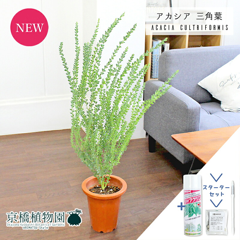 【スターターセット付】アカシア・カルトリフォラミス（三角葉）　7号　茶鉢【観葉植物/インテリア/おしゃれ/ナチュラル/鉢植え/贈り物//通販/ミドルサイズ/ブラウン/寒さに強い/人気商品/ギフト/プレゼント/サスティー/SUSTEE/リーフクリン/IBのチカラ】【大型】｜花のアリマツ支店
