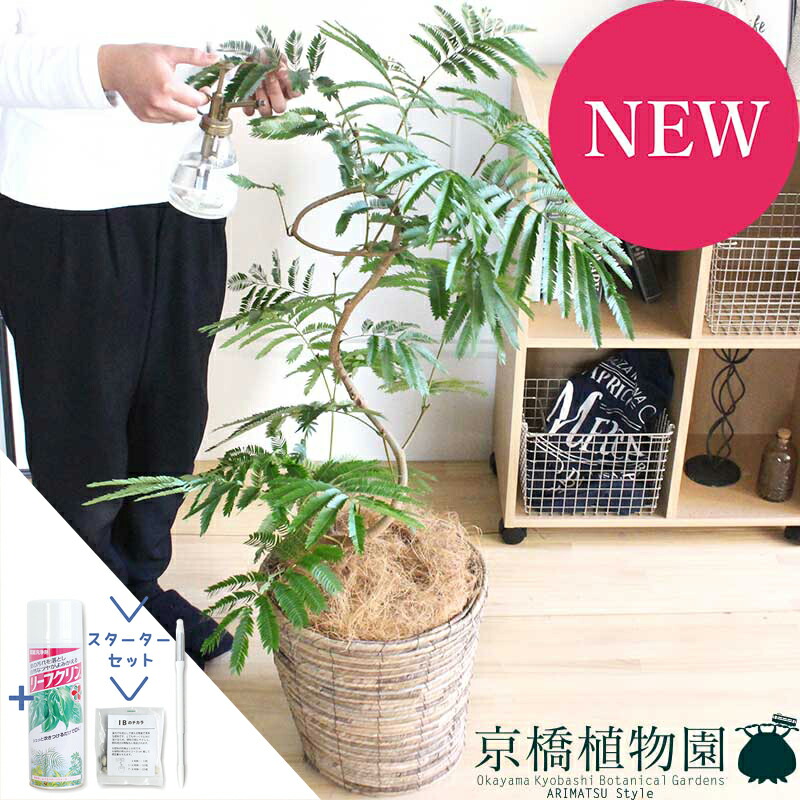 【マラソンクーポン有！】【スターターセット付】ネムノキ/エバーフレッシュ　8号　バスケット鉢カバー（ブラウン）付き【ミドルサイズ】｜花のアリマツ支店