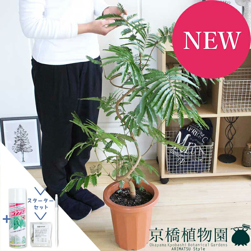 【マラソンクーポン有】【スターターセット付】ネムノキ/エバーフレッシュ　8号【ミドルサイズ】 10,169円