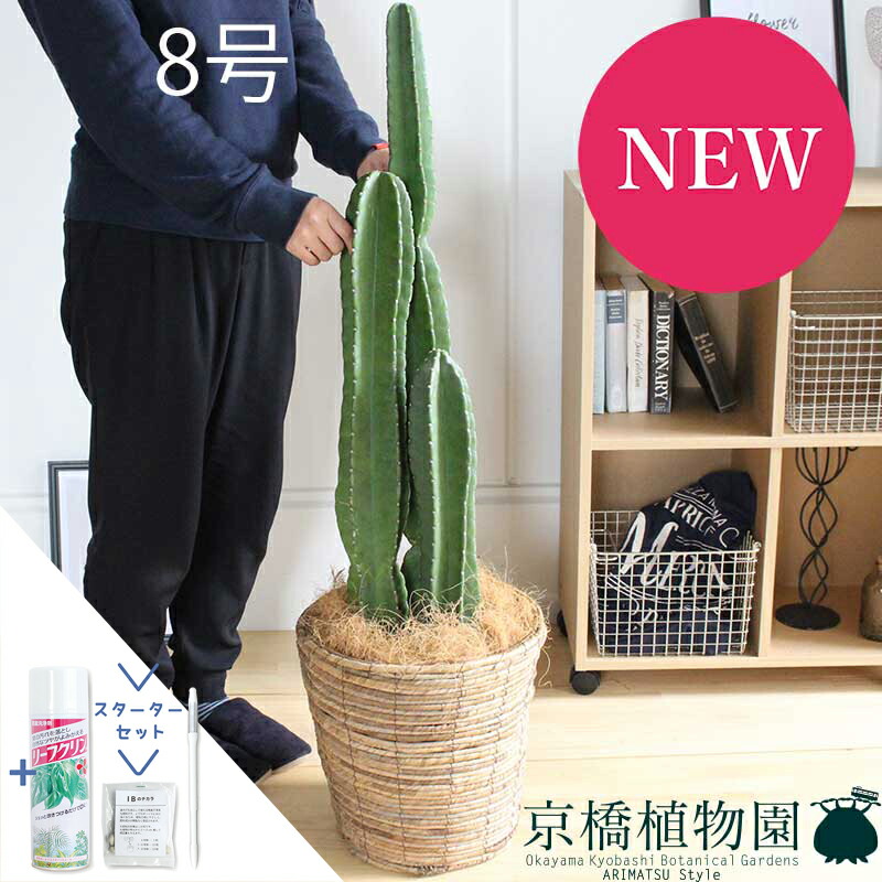 楽天市場】【現品】サボテン 吹雪柱（フブキチュウ） 8号 白鉢（1