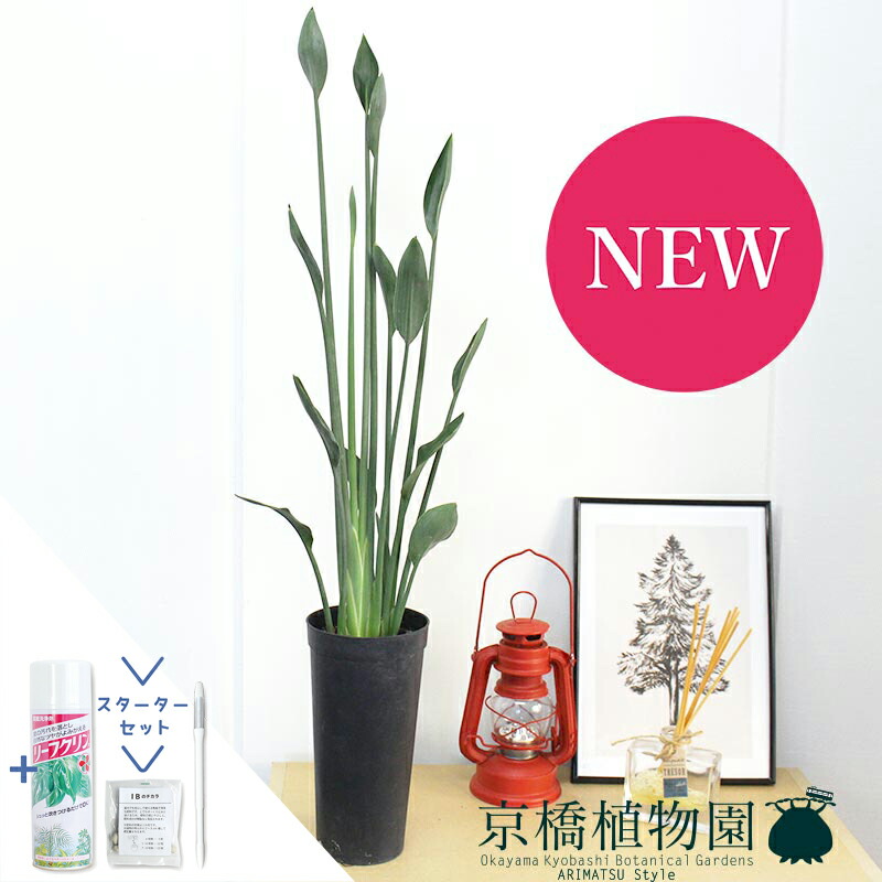 楽天市場】ストレリチア ユンケア ノンリーフ 8号 観葉植物 希少種