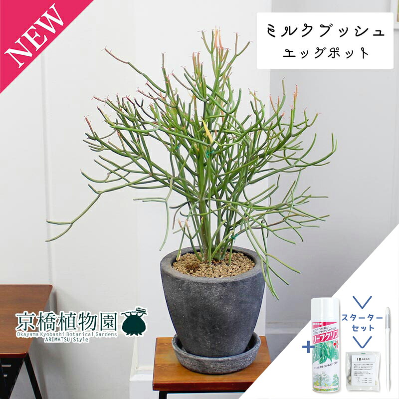 【マラソンクーポン有】【スターターセット付】【エッグポット/ブラック】ミルクブッシュ（青珊瑚）【受け皿付き】【ぷっくりたまご型の鉢】