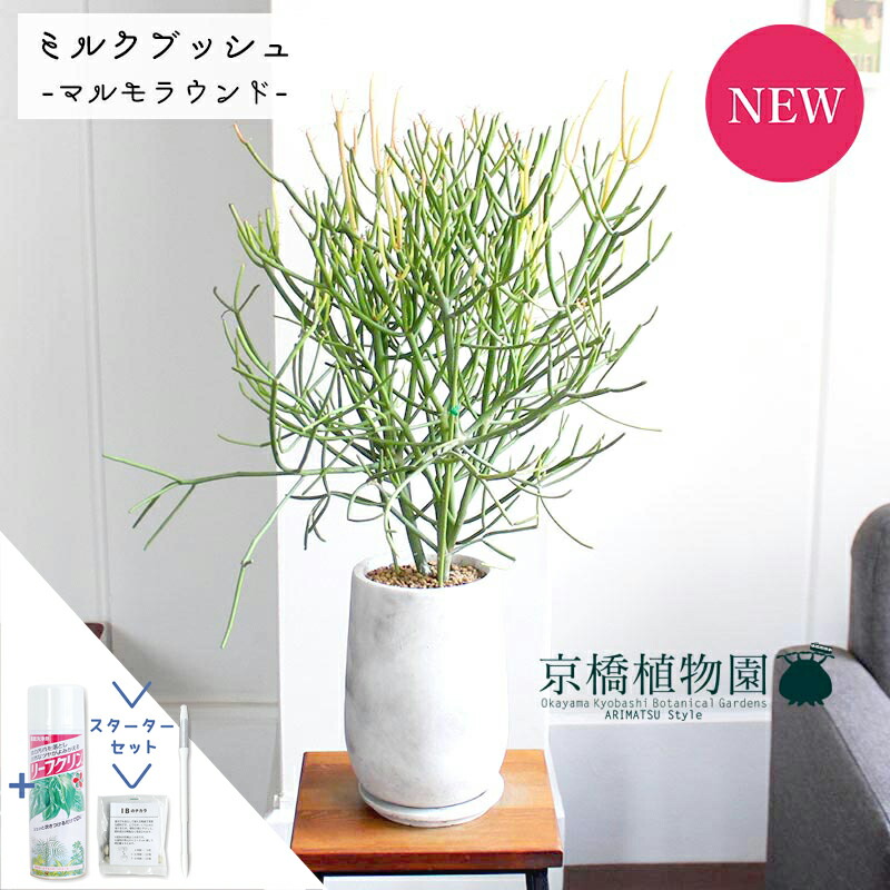 【スターターセット付】【マルモラウンドトールLサイズ】ミルクブッシュ（青珊瑚）【受け皿付き】【おしゃれなモルタル製鉢】【スタイリッシュ】