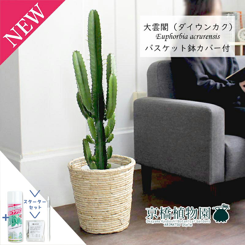 【スターターセット付】大雲閣(ダイウンカク)7号【バスケット鉢カバー付き/アイボリー】【ミドルサイズ/インテリア/お祝い/開店祝い/引越祝い/新築祝い/ギフト/プレゼント/育てやすい/観葉植物//通販/大型/サスティー/SUSTEE/リーフクリン/IBのチカラ】|花のアリマツ支店