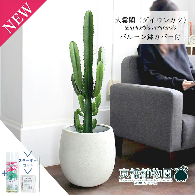 【スターターセット付】大雲閣（ダイウンカク）7号【バルーン鉢カバー付き/アンティークホワイト】【ミドルサイズ/インテリア/お祝い/開店祝い/引越祝い/新築祝い/ギフト/プレゼント/育てやすい/観葉植物//通販/大型/サスティー/SUSTEE/リーフクリン/IBのチカラ】｜花のアリマツ支店