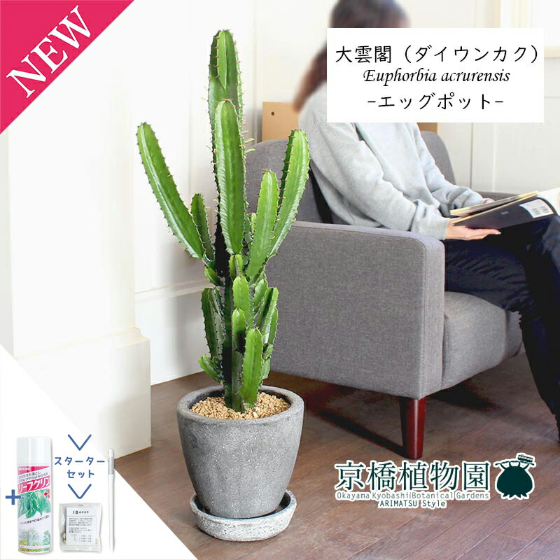 【スターターセット付】【エッグポット/グレー】大雲閣（ダイウンカク）7号【受け皿付き】【ぷっくりたまご型の鉢】【ミドルサイズ/インテリア/お祝い/ギフト/プレゼント/育てやすい/観葉植物//通販/大型/サスティー/SUSTEE/リーフクリン/IBのチカラ】
