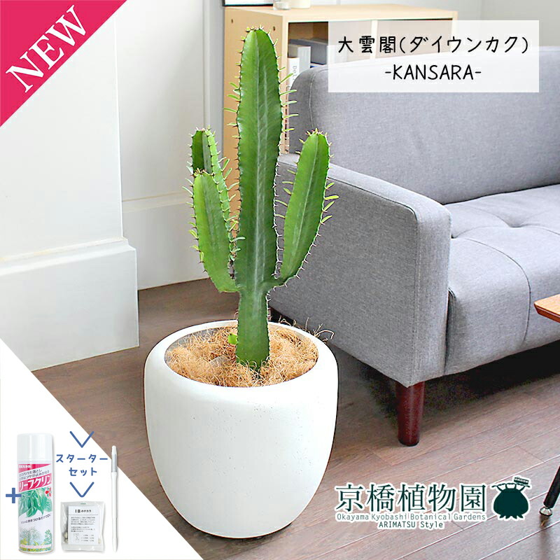 【スターターセット付】大雲閣（ダイウンカク）7号【カンサラ鉢カバー付き/ホワイト】【ミドルサイズ/インテリア/お祝い/開店祝い/引越祝い/新築祝い/ギフト/プレゼント/育てやすい/観葉植物//通販/大型/サスティー/SUSTEE/リーフクリン/IBのチカラ】｜花のアリマツ支店