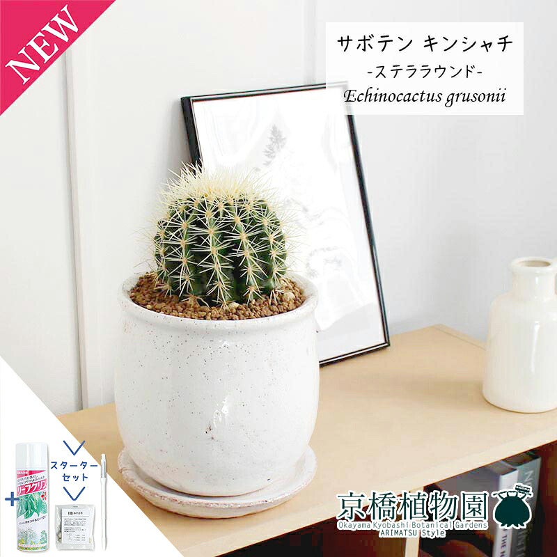 【15日はP5倍！】【クランク仕かける付】【ステララウンドL】カクタス 金鯱（キン鯱）【受け皿付き添い人】3.5G【観葉草木 室内装飾 格好のいい 一般受け 引っ越しお祝い 開店お祝い 作りお祝い 喜び事  通信販売 観葉 差し上げ物 差し上げ物/サスティー/SUSTEE/リーフクリン/IBのチカラ】 観葉植物-花・観葉植物-花・ガーデン・DIY