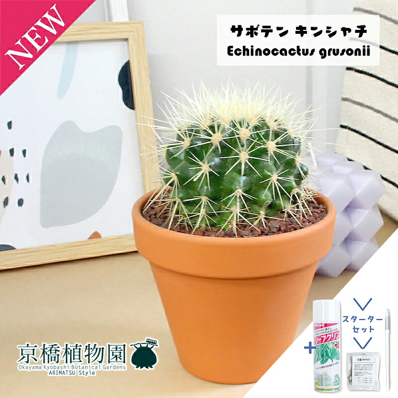 楽天市場】【送料無料】柱サボテン 