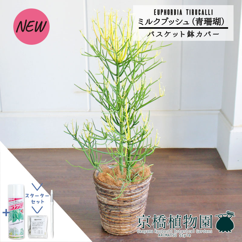 【マラソンクーポン有】【スターターセット付】【バスケット鉢カバー/ブラウン】ミルクブッシュ（青珊瑚）7号【ミドルサイズ/インテリア/お祝い/開店祝い/引越祝い/新築祝い/ギフト/プレゼント/育てやすい/観葉植物//通販/大型】
