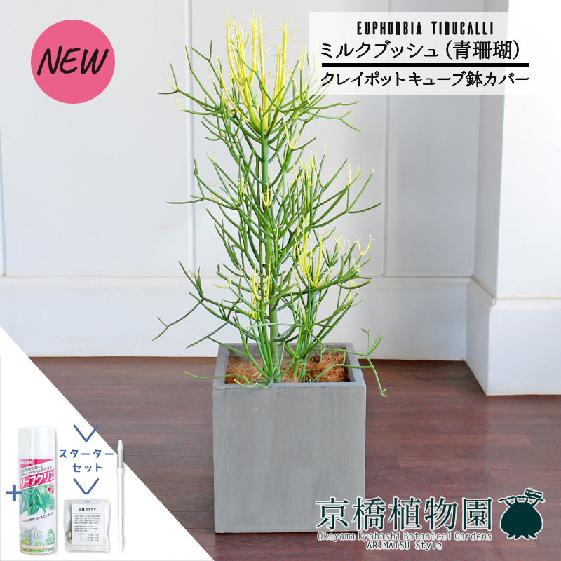 【スターターセット付】【クレイポットキューブ鉢カバー付き/グレー】ミルクブッシュ（青珊瑚）7号【ミドルサイズ/インテリア/お祝い/開店祝い/引越祝い/新築祝い/ギフト/プレゼント/育てやすい/観葉植物//通販/大型】｜花のアリマツ支店