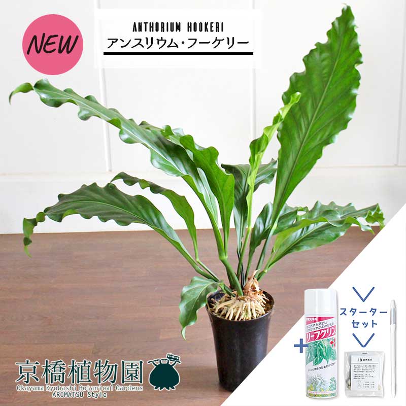 楽天市場】アンスリウム・フーケリー 10号【観葉植物/インテリア