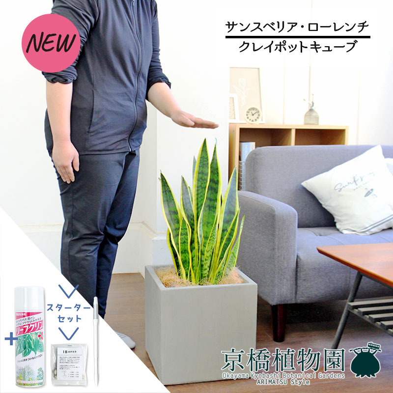 【スターターセット付】【クレイポットキューブ鉢カバー付き/グレー】サンスベリア・ローレンチ　7号【サスティー/SUSTEE/リーフクリン/IBのチカラ/観葉植物/インテリア/おしゃれ/ナチュラル/鉢植え/贈り物//通販/ミドルサイズ/シンプル/人気商品/グレー】【大型】