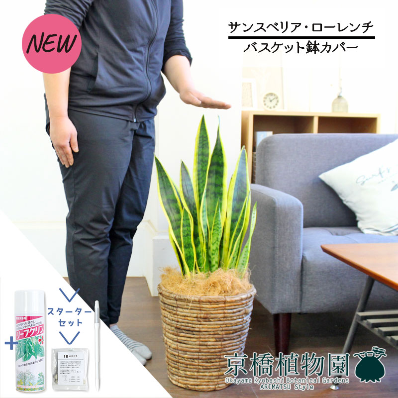 【マラソンクーポン有】【スターターセット付】【バスケット鉢カバー/ブラウン】サンスベリア・ローレンチ　7号【サスティー/SUSTEE/リーフクリン/IBのチカラ/観葉植物/インテリア/おしゃれ/ナチュラル/鉢植え/贈り物//通販/ミドルサイズ/シンプル/人気商品】【大型】