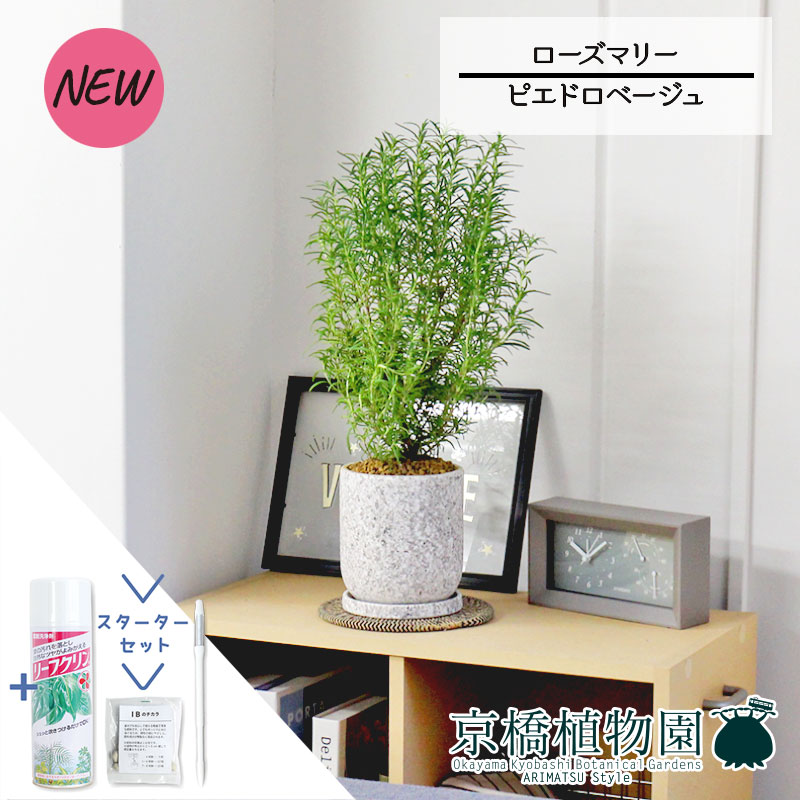 【スターターセット付】【ピエドロベージュ】ローズマリー【サスティー/SUSTEE/リーフクリン/IBのチカラ/観葉植物/インテリア/おしゃれ/ナチュラル/鉢植え/贈り物//通販/スモールサイズ/人気商品/ギフト/プレゼント】4G