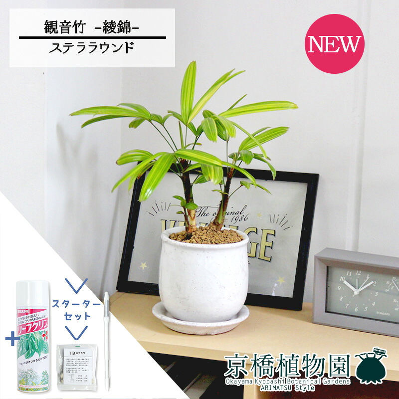 【スターターセット付】【ステララウンド:Mサイズ/陶器鉢】観音竹(カンノンチク) -綾錦- 【観葉植物/インテリア/おしゃれ/ナチュラル/鉢植え/贈り物//通販/スモールサイズ/人気商品/ギフト/プレゼント/サスティー/SUSTEE/リーフクリン/IBのチカラ】4G