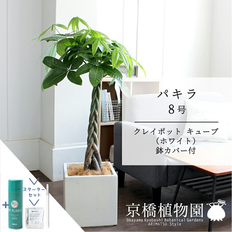 【15日はP5倍！】【マラソンクーポン有！】【スターターセット付】パキラ 8号【クレイポットキューブ鉢カバー付き/ホワイト】【大きめサイズの編み込み仕立て】【ミドルサイズ/サスティー/SUSTEE/リーフクリン/IBのチカラ】