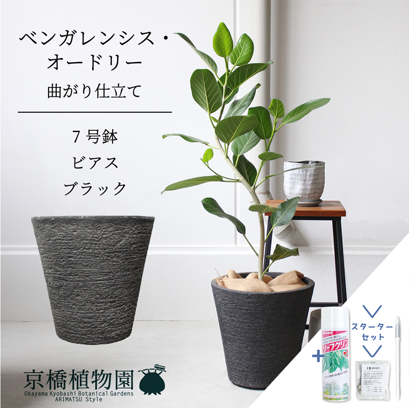 【現品】フィカス・ベンガレンシス・オードリー　曲がり　7号　白セラアート鉢（3） FlowerKitchen 観葉 曲がり仕立て フィカス ベンガレンシス