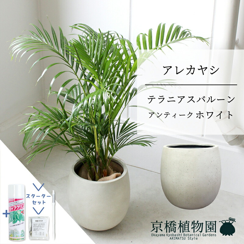 アレカヤシ観葉植物 約200cm 白鉢付き アレカヤシ 観葉植物 8号」の人気商品一覧 | 安い商品を通販
