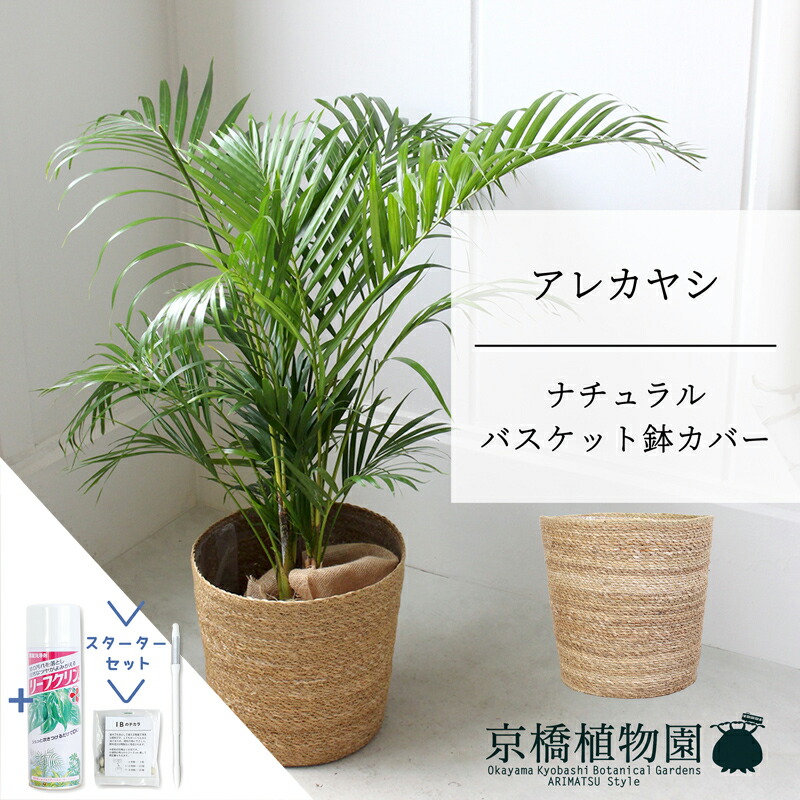 【マラソンクーポン有】【スターターセット付】【ナチュラルバスケット鉢カバー】アレカヤシ　6号【ミドルサイズ/床置き/御祝/新築祝い/育てやすい/観葉植物/ヤシ/ナチュラル/自然/サスティー/SUSTEE/リーフクリン/IBのチカラ】【大型】
