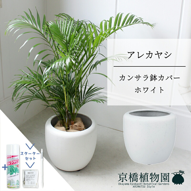 アレカヤシ観葉植物 約200cm 白鉢付き agt-212-00-st.jpg