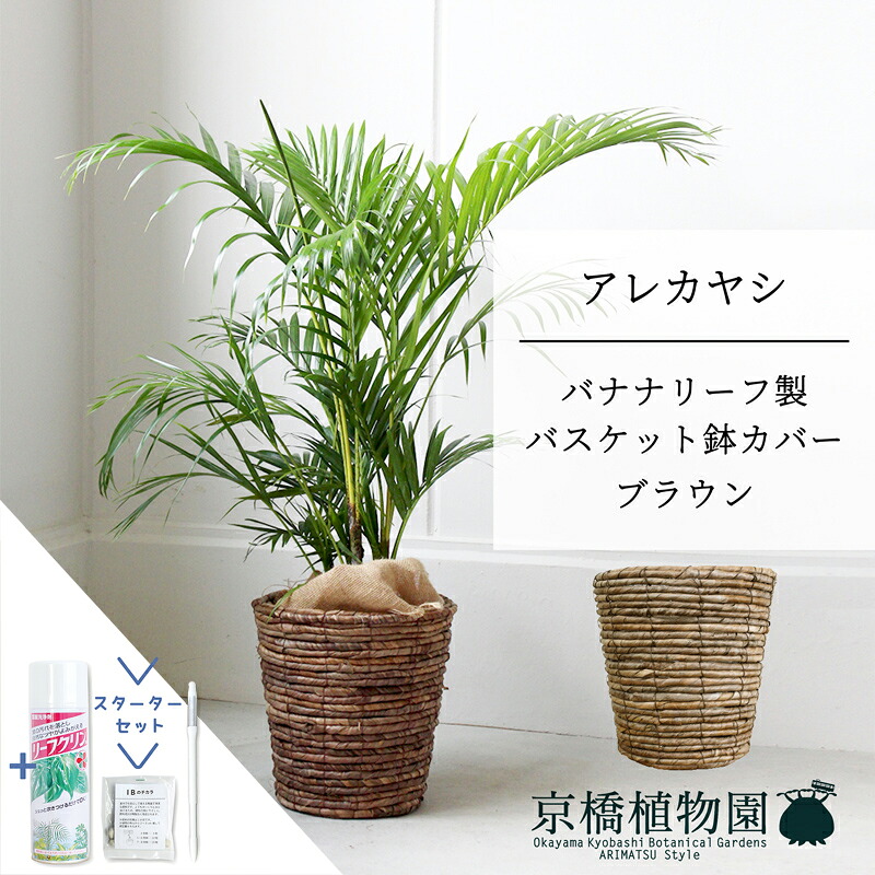 【マラソンクーポン有】【スターターセット付】【バスケット鉢カバー：ブラウン】アレカヤシ　7号　6G【ミドルサイズ/床置き/御祝/新築祝い/育てやすい/観葉植物/ヤシ/茶/ブラウン/サスティー/SUSTEE/リーフクリン/IBのチカラ】【大型】
