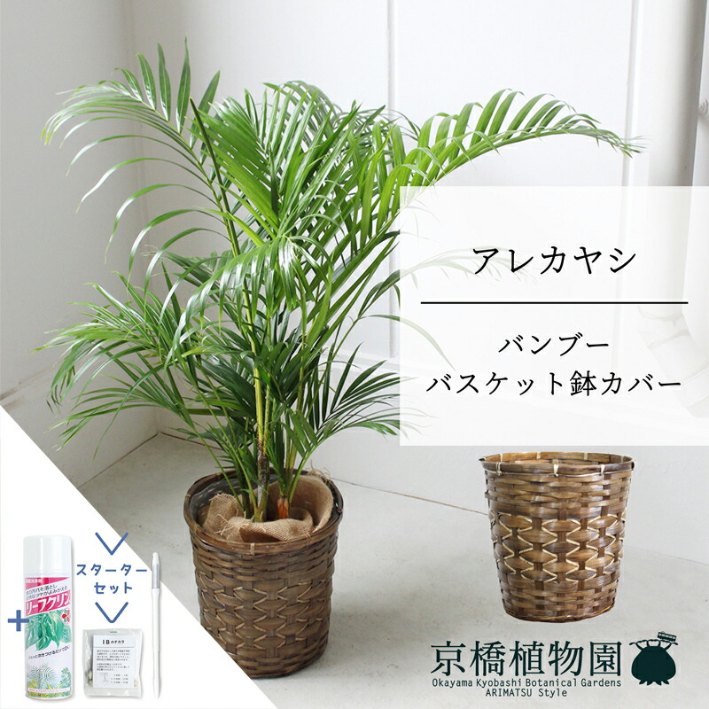 【マラソンクーポン有！】【スターターセット付】【バンブーバスケット鉢カバー】アレカヤシ　6号【ミドルサイズ/床置き/御祝/新築祝い/育てやすい/観葉植物/ヤシ/茶/竹/サスティー/SUSTEE/リーフクリン/IBのチカラ】【大型】