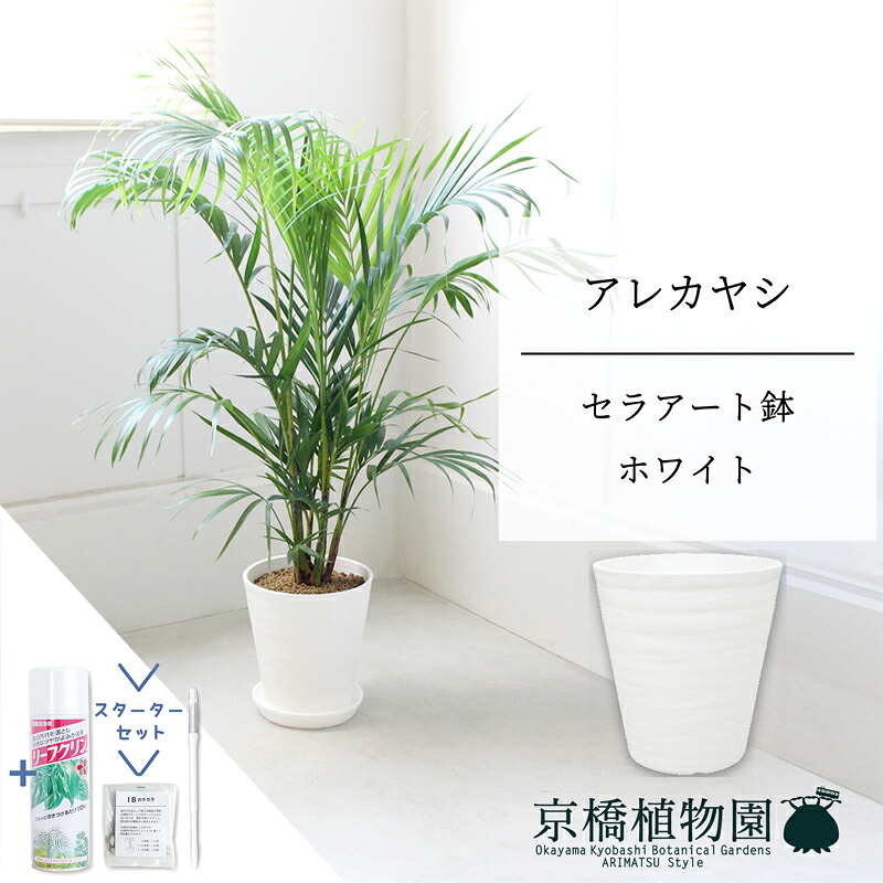 【15日はP5倍！】【クランク仕かける付】【セラアート鉢：白いこと】アレカヤシ 7号 6G【真っただ中大いさ/床置き/御祝/作りお祝い/育て分かりやすい/観葉草木/椰子科/白いこと/白/サスティー/SUSTEE/リーフクリン/IBのチカラ】【大型】 観葉植物-花・ガーデン・DIY