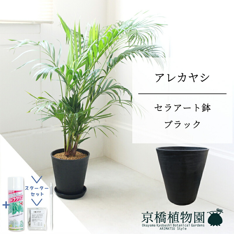 【マラソンクーポン有!】【スターターセット付】【セラアート鉢:ブラック】アレカヤシ 7号 6G【ミドルサイズ/床置き/御祝/新築祝い/育てやすい/観葉植物/ヤシ/ブラック/黒/サスティー/SUSTEE/リーフクリン/IBのチカラ】【大型】