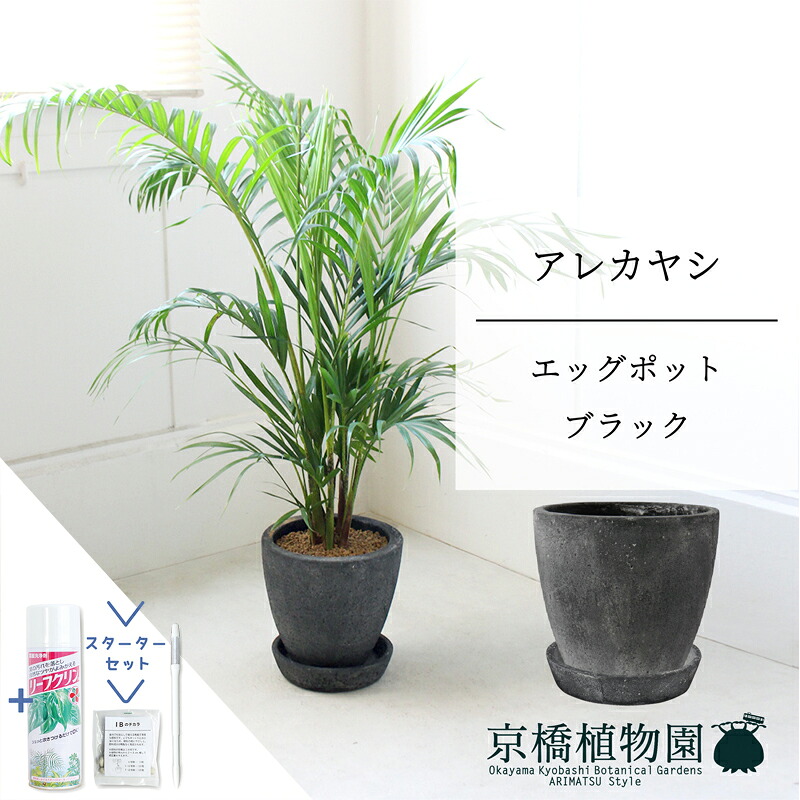 【スターターセット付】【エッグポット：ブラック】アレカヤシ　【ミドルサイズ/床置き/御祝/新築祝い/育てやすい/観葉植物/ヤシ/ブラック/黒/サスティー/SUSTEE/リーフクリン/IBのチカ/】【大型】｜花のアリマツ支店