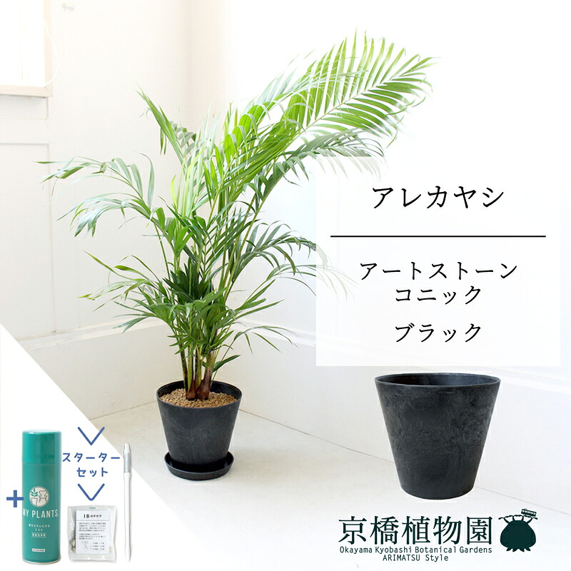 【15日はP5倍！】【クランク仕かける付】【工芸石ころ コニック 黒いこと】アレカヤシ 7号 6G【真っただ中大いさ/床置き/御祝/作りお祝い/育て分かりやすい/観葉草木/椰子科/黒いこと/黒/サスティー/SUSTEE/リーフクリン/IBのチカラ】【大型】 花・観葉植物-花・ガーデン・DIY