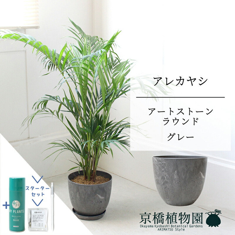 【SS引き換え証あり】【クランク書き割り付】【工芸石ころ ラウンド 薄墨色】アレカヤシ 7号 6G【真っただ中大きさ/床置き/御祝/造営祝賀会/育て分かりやすい/観葉草木/椰子科/薄墨色/灰/サスティー/SUSTEE/リーフクリン/IBのチカラ】【大型】