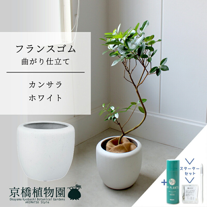 リピート多数 本日発送  【MQYDLEDQL8W】 限定デザイン