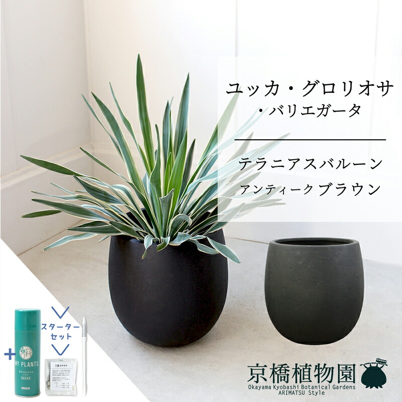【スターターセット付】【バルーン鉢カバー：アンティークブラウン】ユッカ・グロリオサ・バリエガータ　7号【ミドルサイズ/床置き/御祝/新築祝い/観葉植物/サスティー/SUSTEE/リーフクリン/IBのチカラ】【大型】｜花のアリマツ支店