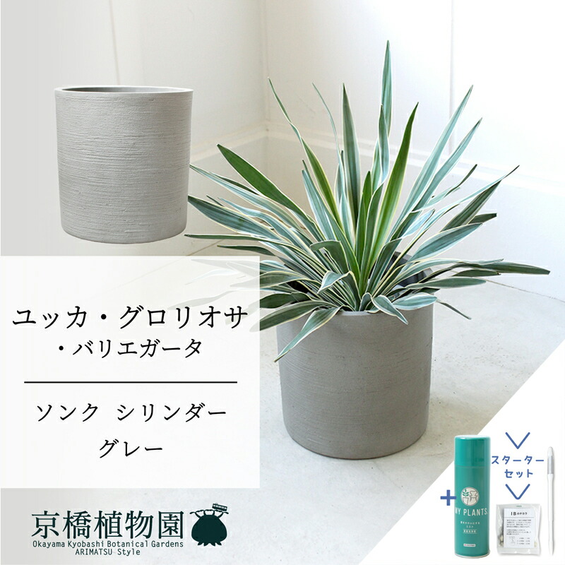 今季注目 あす楽対応  【MU800YOR9PA】 限定デザイン