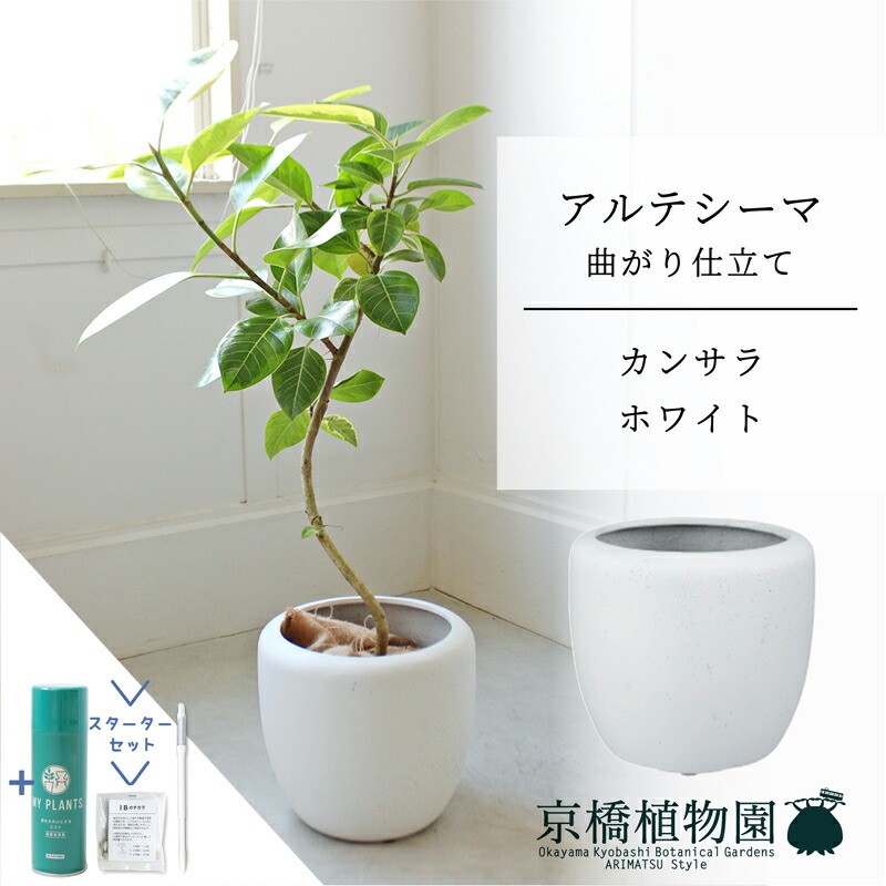 【現品】フィカス・アルテシーマ　曲がり　8号　白鉢　（1） 現品】フィカス・アルテシーマ 曲がり 8号 白鉢 （1） 現品】フィカス