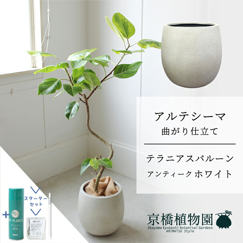 楽天市場】フィカス・アルテシーマ 7号 曲がり 白セラアート鉢