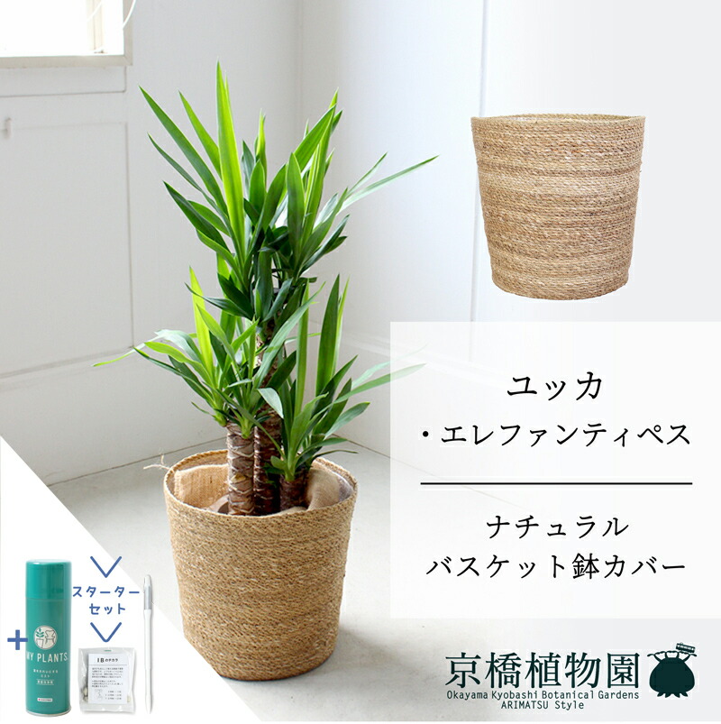 【マラソンクーポン有】【スターターセット付】【ナチュラルバスケット鉢カバー】ユッカ・エレファンティペス　7号【ミドルサイズ/床置き/御祝/新築祝い/観葉植物/サスティー/SUSTEE/リーフクリン/IBのチカラ】【大型】
