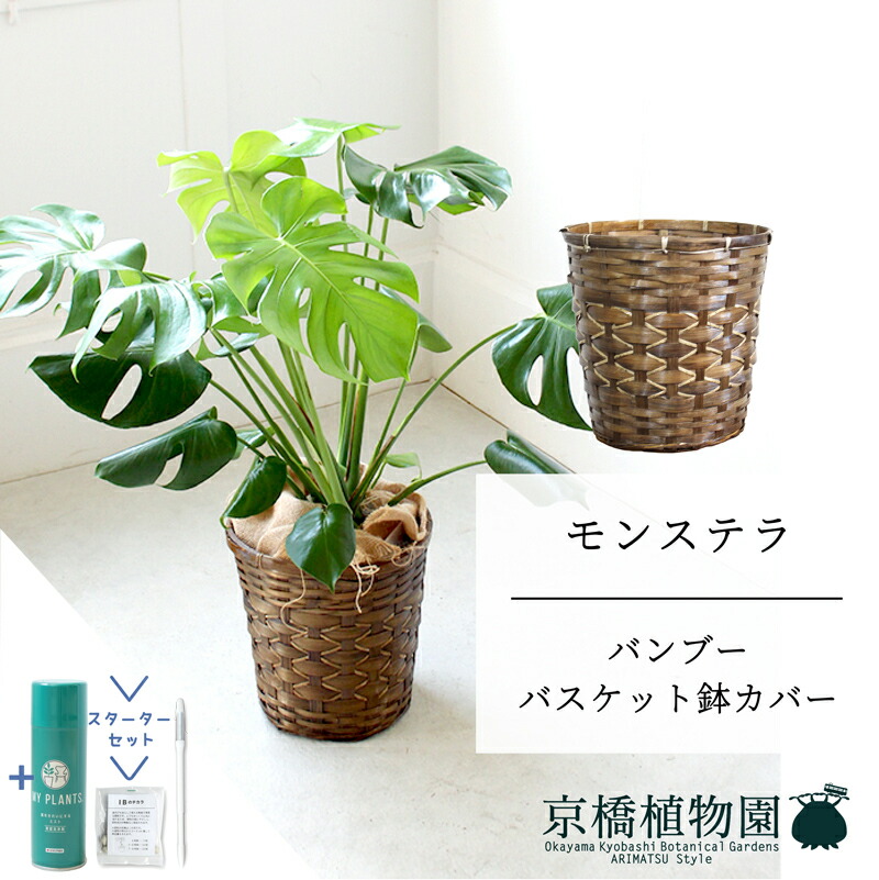 【マラソンクーポン有!】【スターターセット付】【バンブーバスケット鉢カバー】モンステラ 8号【ミドルサイズ/床置き/御祝/新築祝い/観葉植物/サスティー/SUSTEE/リーフクリン/IBのチカラ】【大型】|花のアリマツ支店